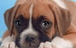 流浪狗庇护所公益广告 为狗狗而分享