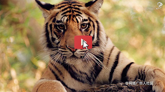 WWF视频营销