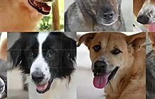 泰国流浪狗基金会技术创意应用 狗脸识别