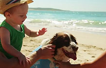 澳洲宠物狗保险公司bupa创意营销 狗狗防�鹁仍�