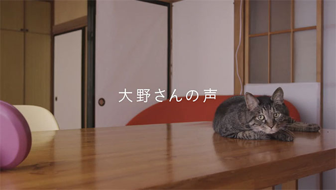 日本宠物食品KalKan感人营销 分开两年后的猫猫