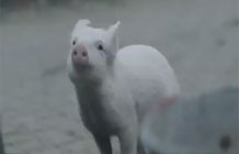 联合利华拍了一支关于猪的广告
