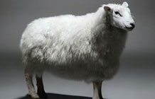 玛莎秋装广告 看一只羊静静炸成毛衣