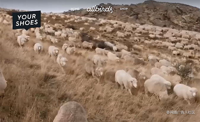 AllbirdsЬƷĬ Ь